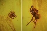 Two Fossil Spiders (Aranea) In Baltic Amber #45141-1